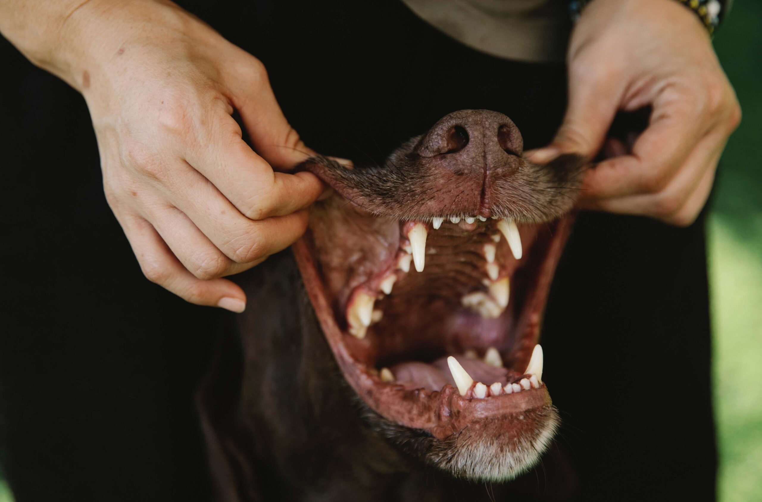 hondensnacks goed voor tanden