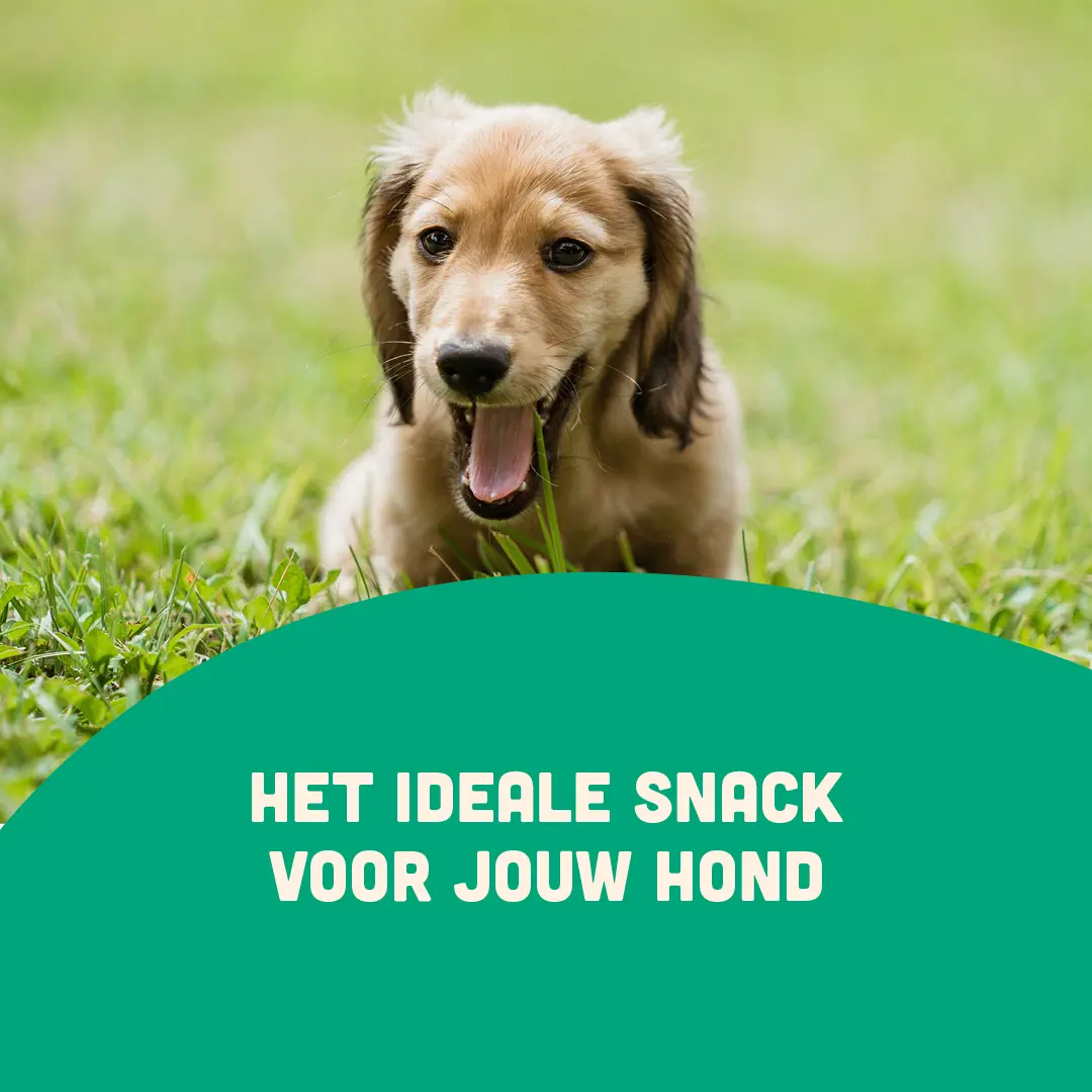 varkensneus tevreden hond