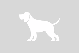 placeholder dog
