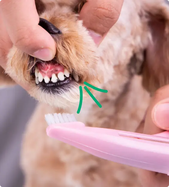 tandvlees ontsteking-hond