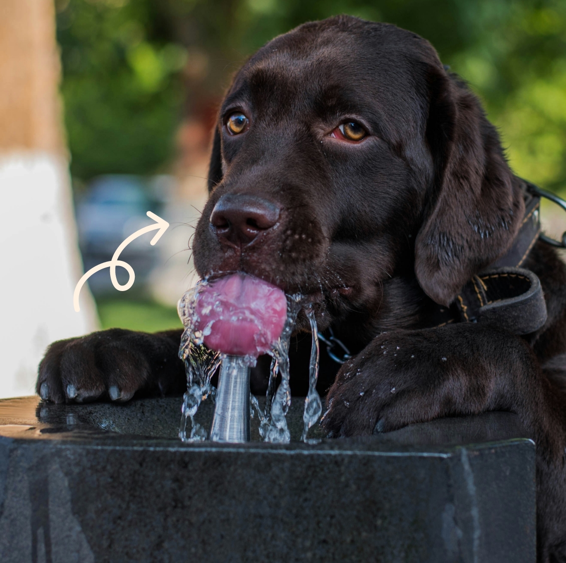 hond drinkt water