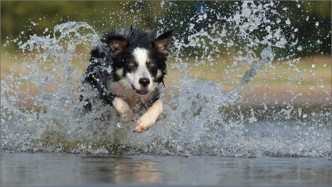 actieve hond water drinken