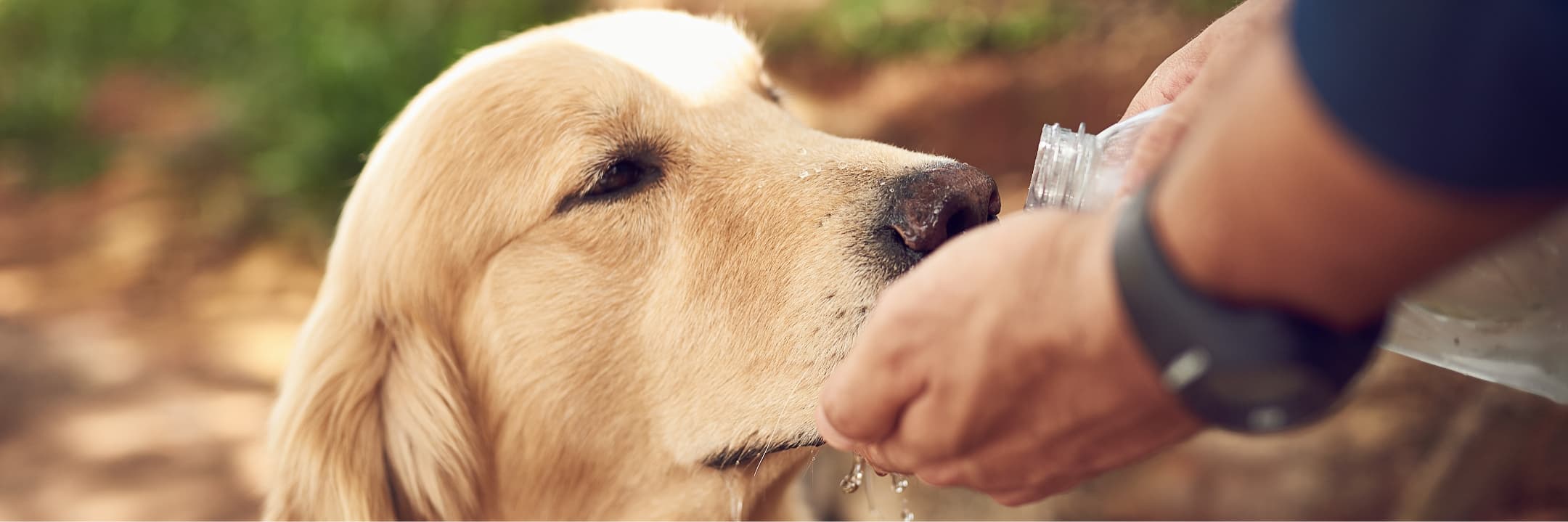 hond drinkt te veel