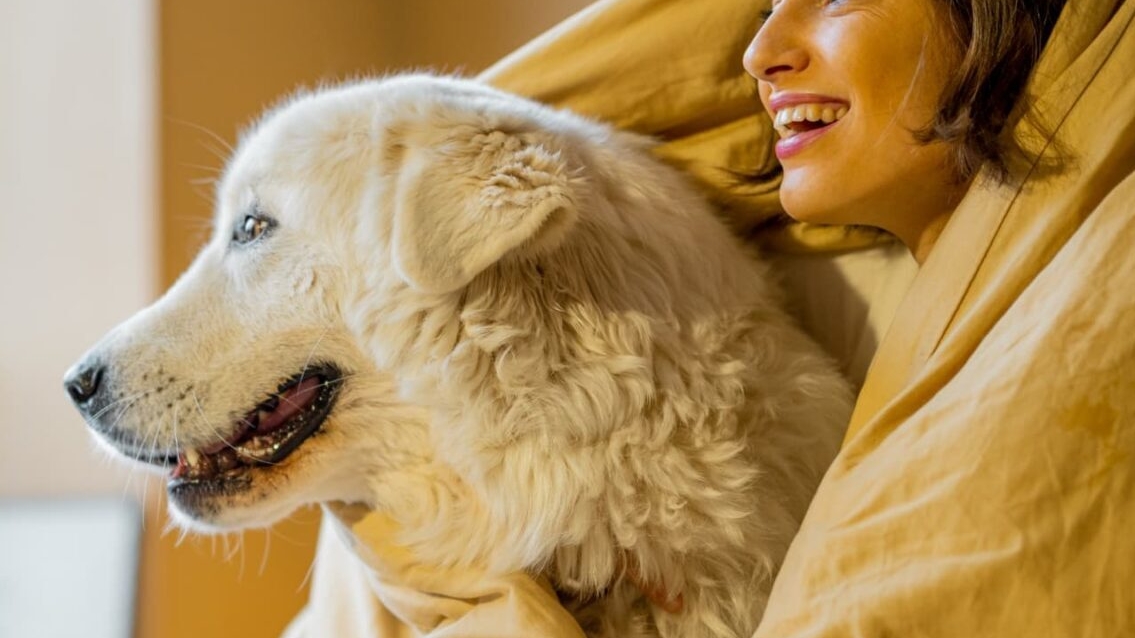 Waar vind ik hondvriendelijke hotels?