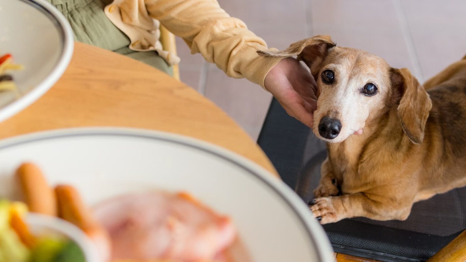 hondenvriendelijke restaurants