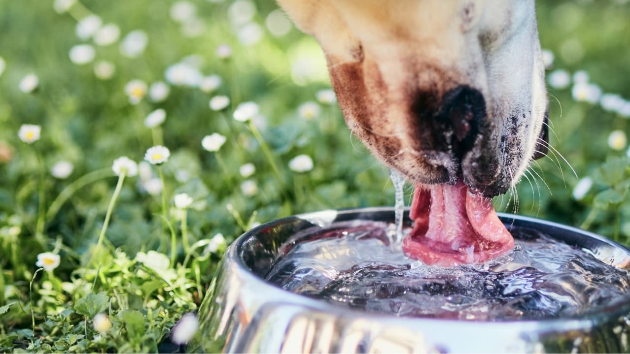 Drinkt mijn hond te weinig water?