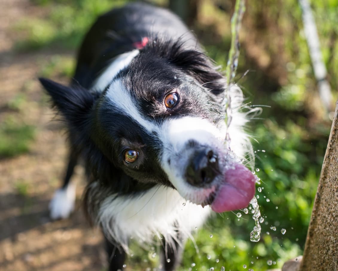 waarom wil mijn hond niet drinken