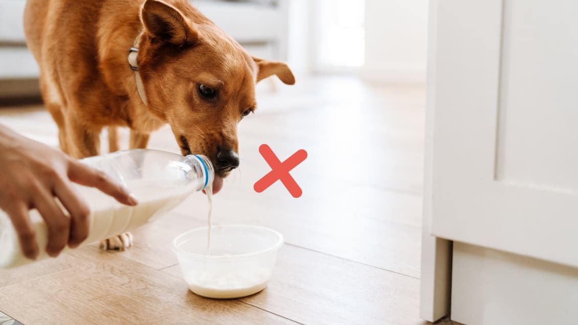 mag mijn hond melk drinken