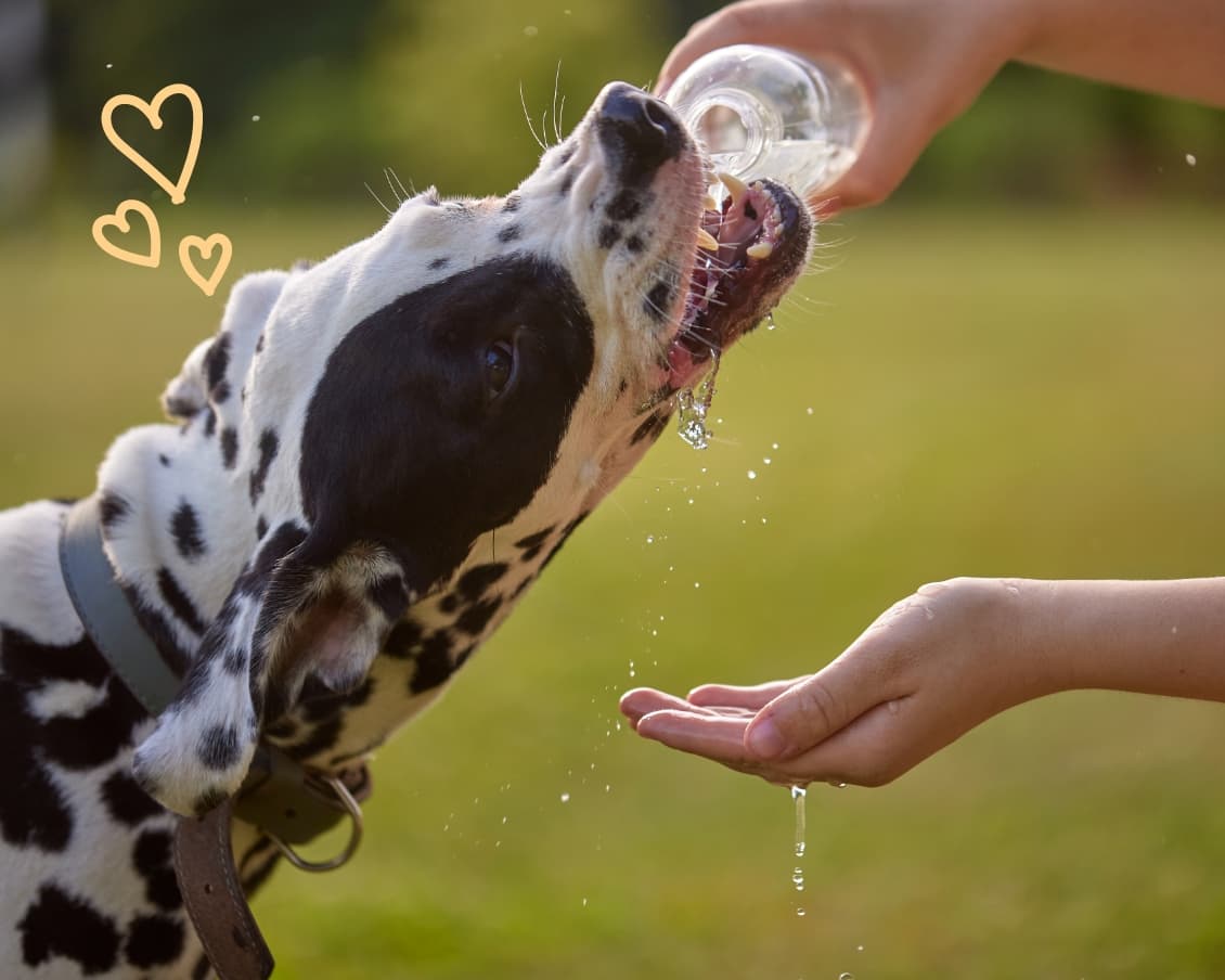 hoe zorg ik dat mijn hond meer water drinkt