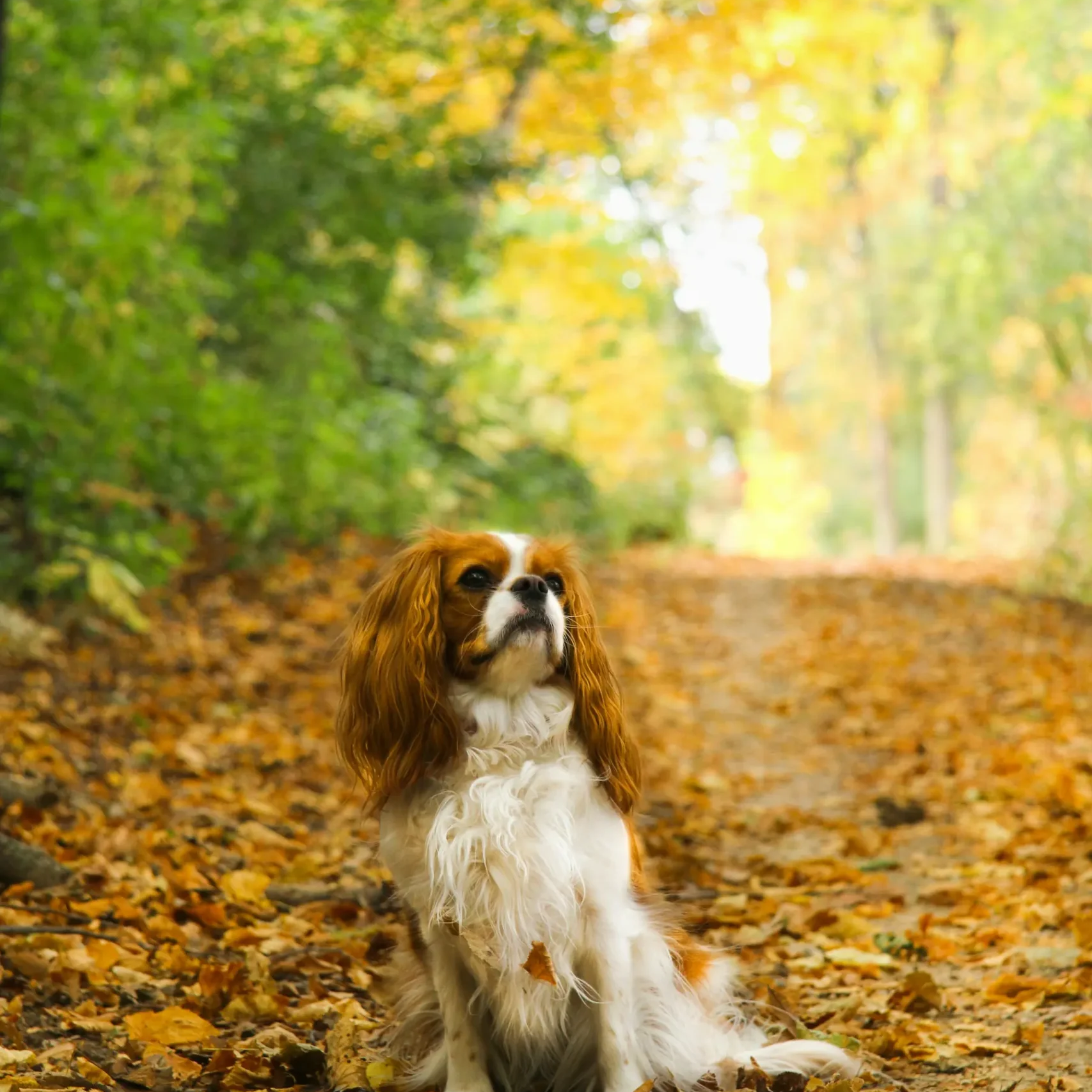 honden ruiven herfst
