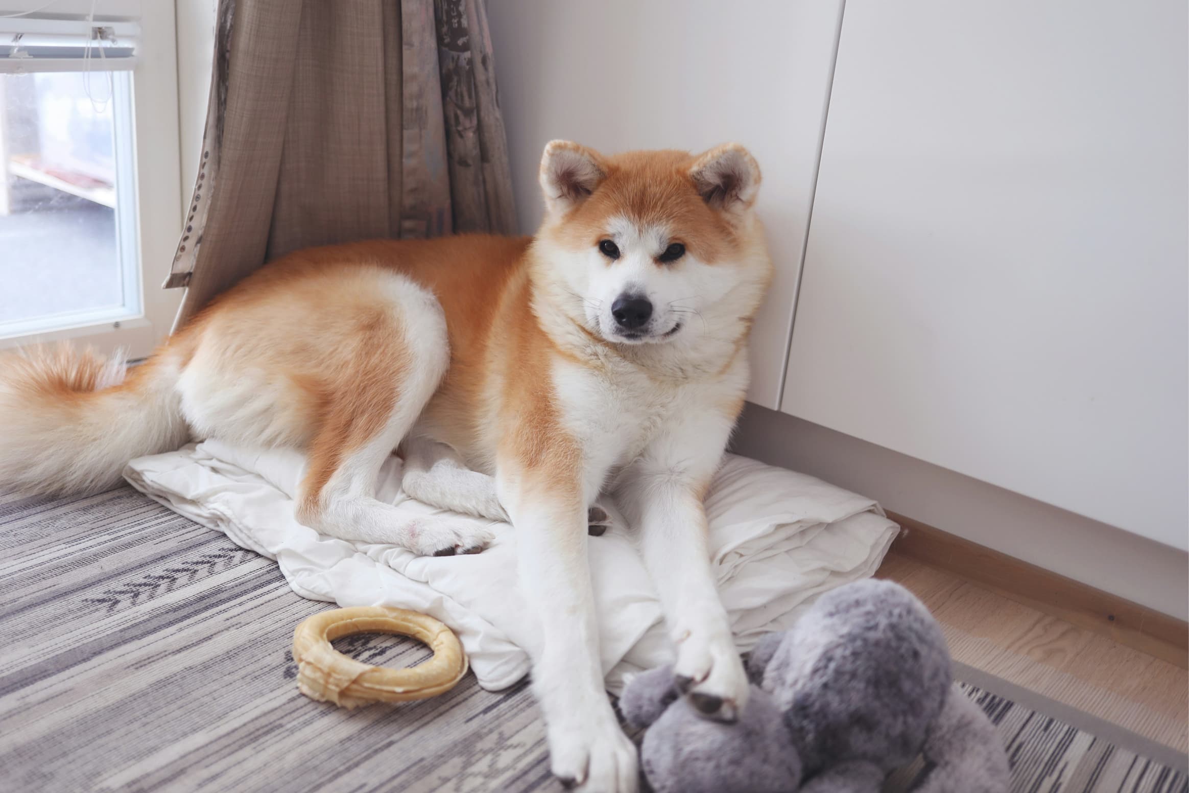 hond alleen zijn aanleren