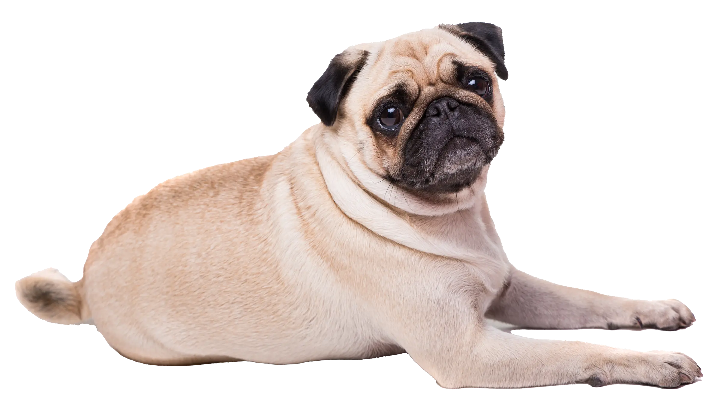 lief hondje
