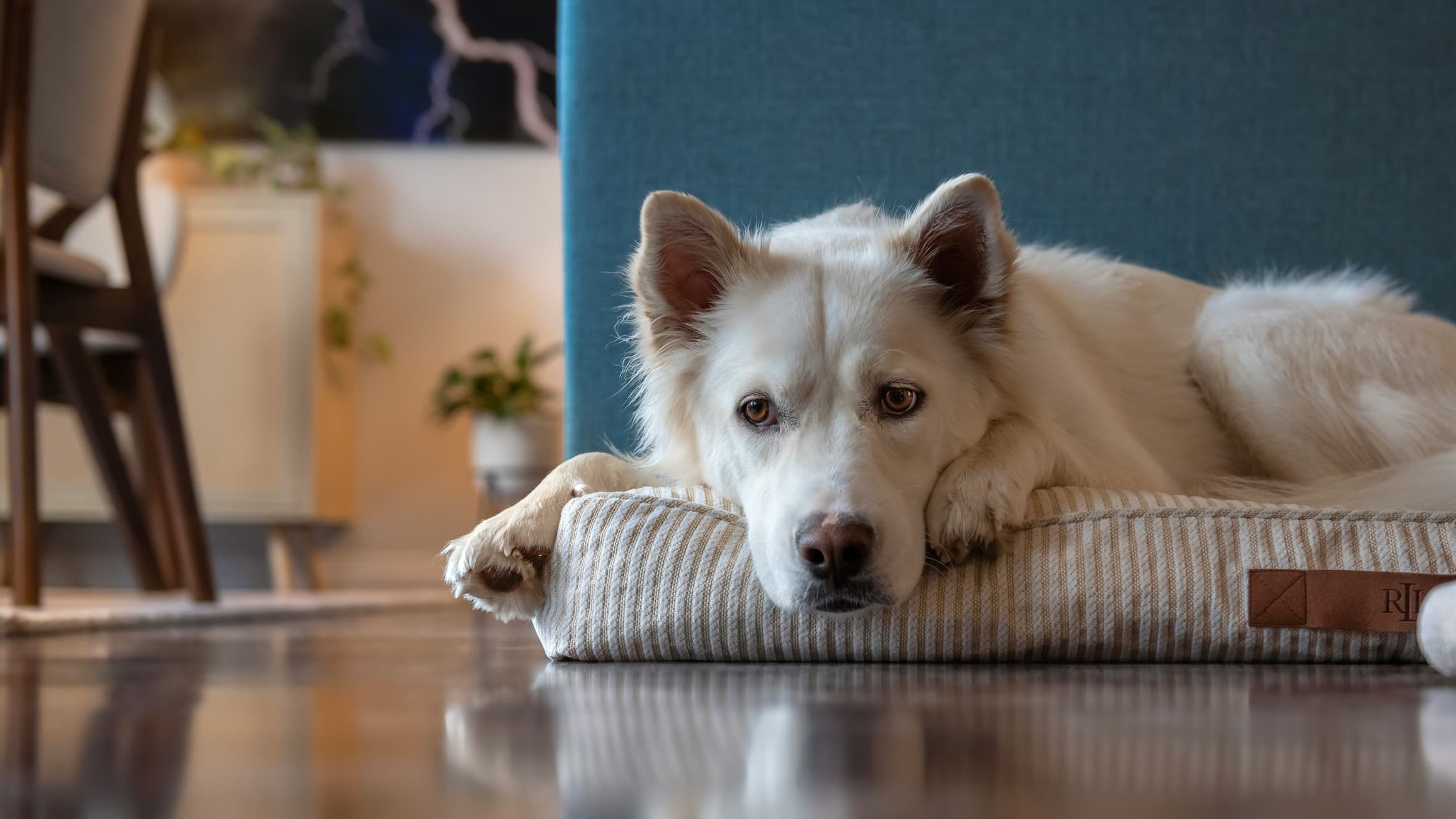 mijn hond alleen laten