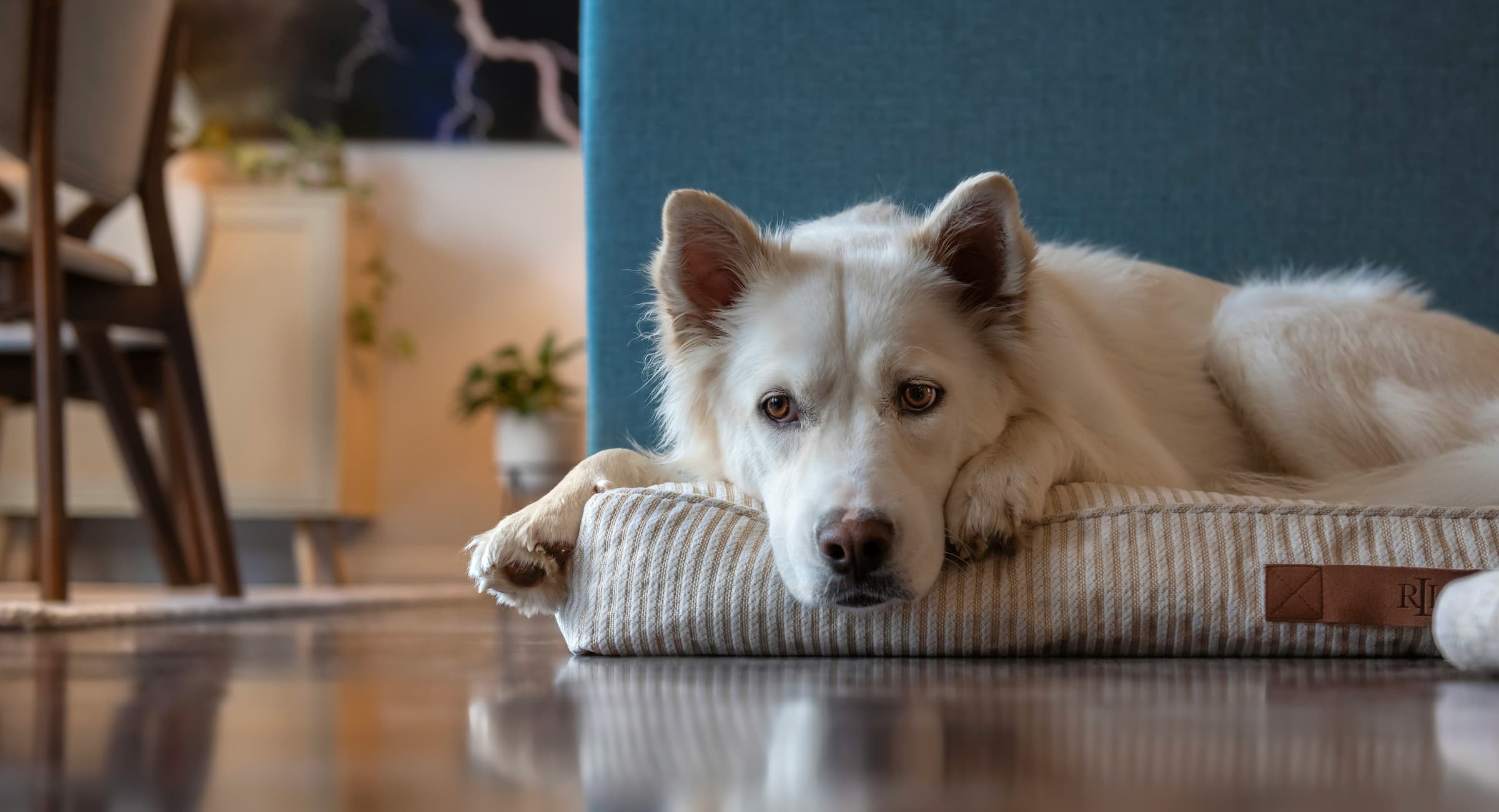 mijn hond alleen laten