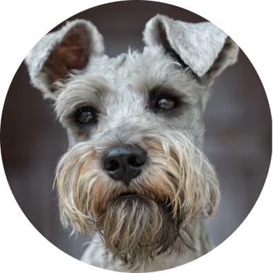 knappe hond