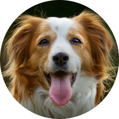 vrolijke hond