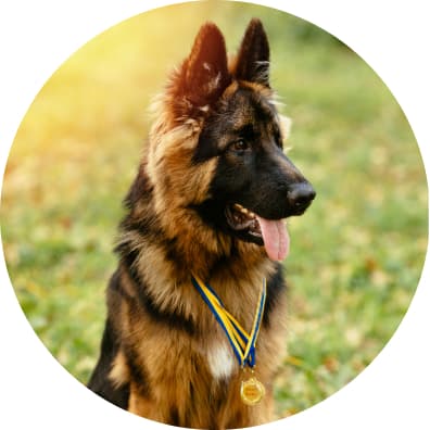 trouwe hond