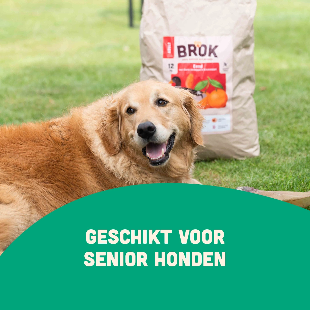 sfeerbeeld cadeau voor oudere honden