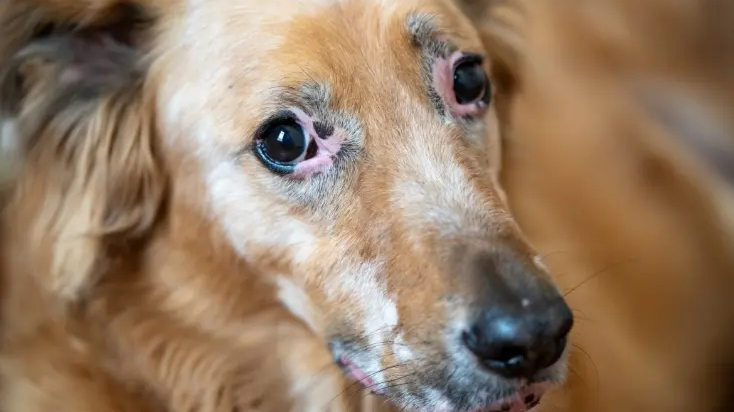 allergieen en intoleranties