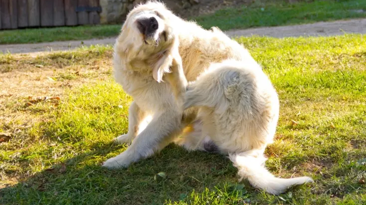 huidproblemen en vacht