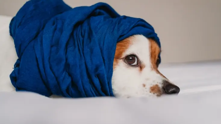 spijsverteringsproblemen