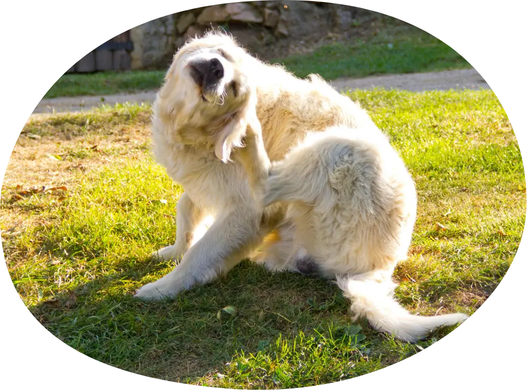 mijn hond heeft jeuk