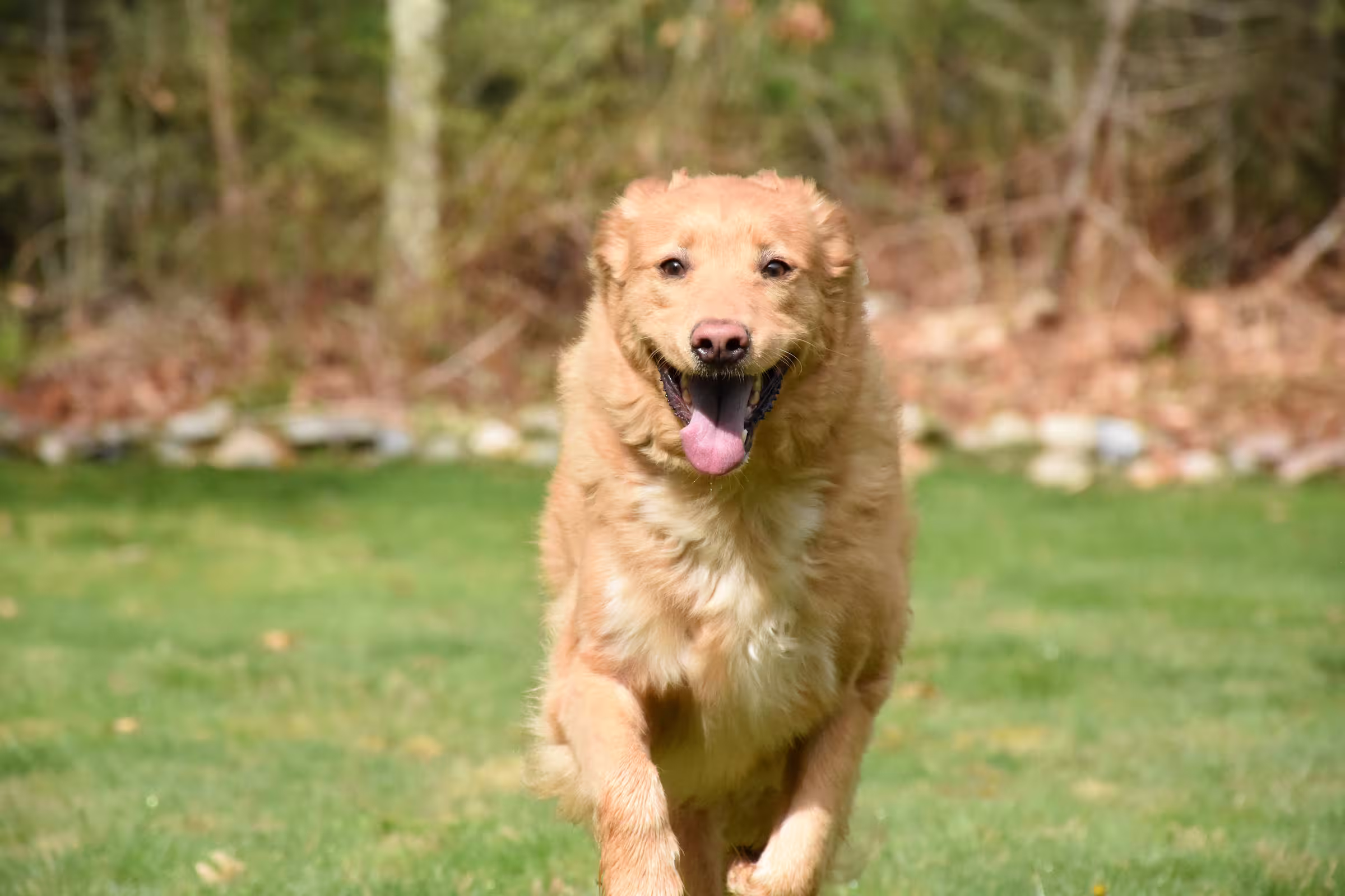 hoe lang moet je wandelen met je hond