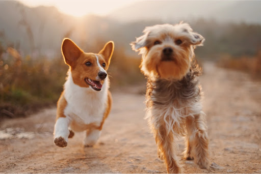 voor honden met honger