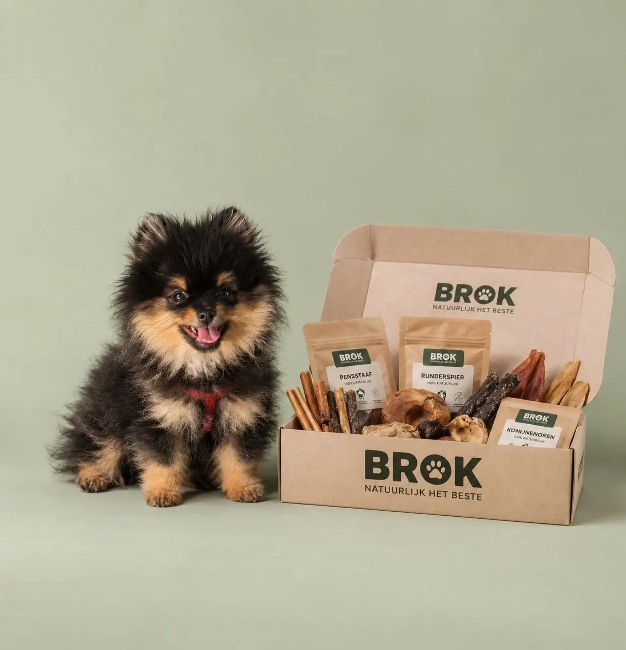 Marie The Pomeranian