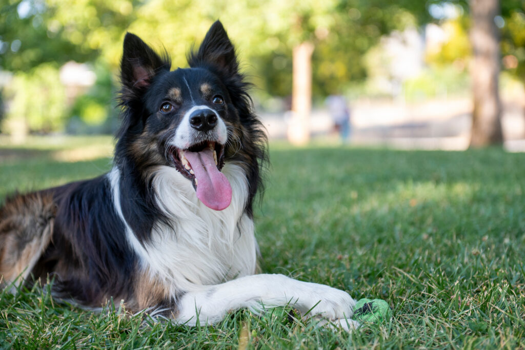 mijn hond eet het graag