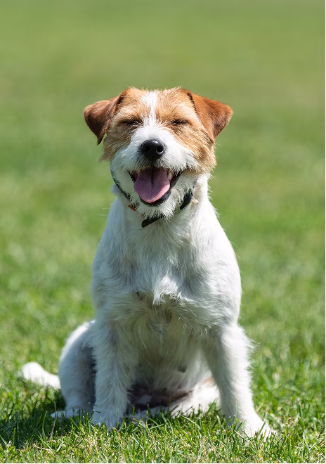 Welk voer past bij jouw hond?