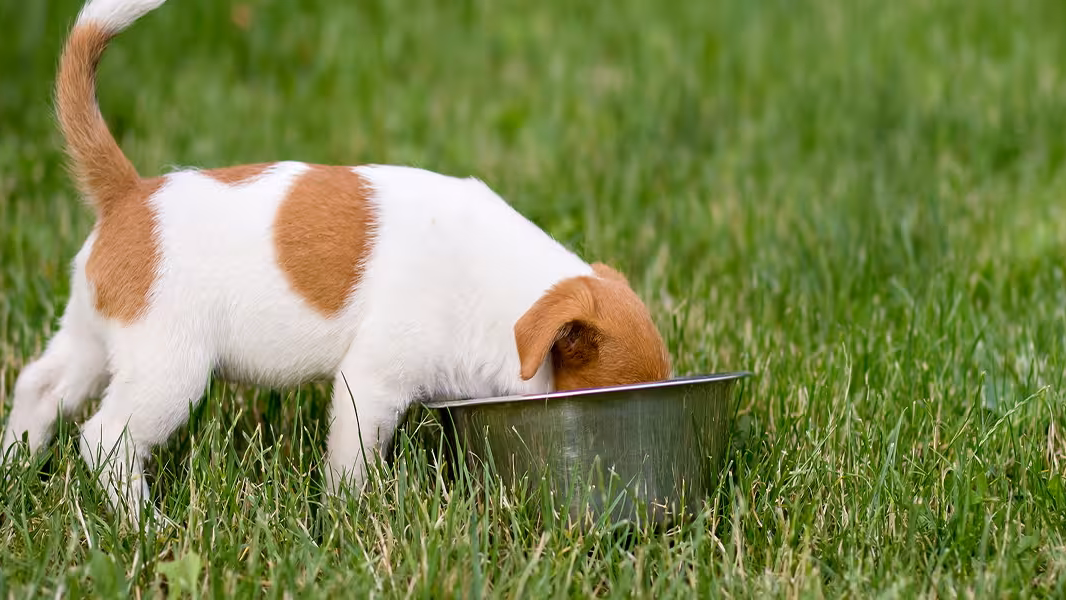 Voer jij je hond op de juiste manier? 7 handige tips